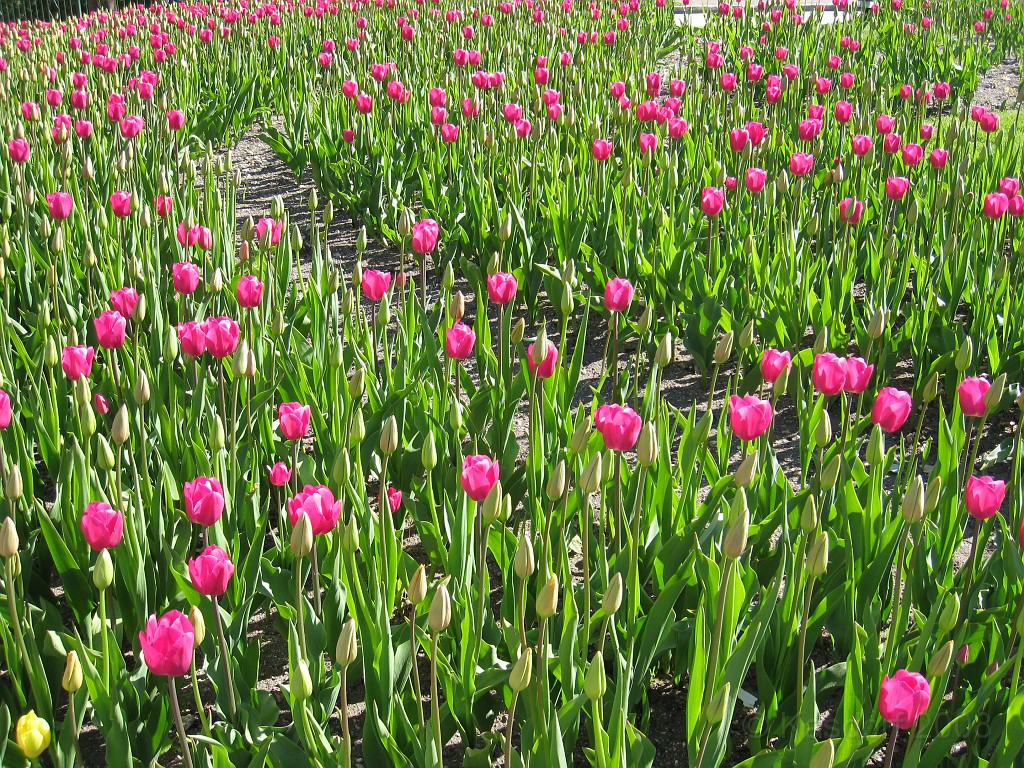 Mackinaw Island Area May 2008 0934.jpg - May 24 2008 a trip to Mackinac City for a 5 M race and a visit to Mackinac Island. A day to the UP, Paradise, Whitefish Point and Tahquamen Falls. This was followed by trips to Petoskey and Charlevoix.